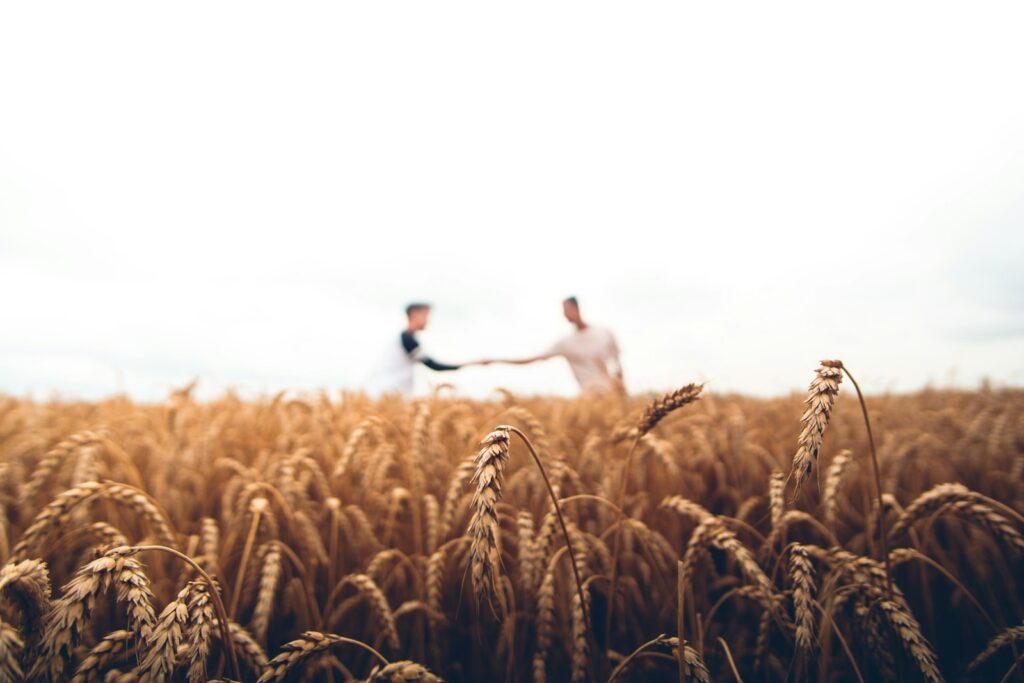 Farmer working rows of crops at golden hour
